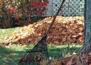 Autumn leaf pile