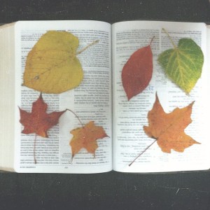 leaves bible