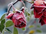 frozen rose 2