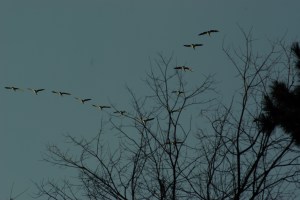 Canada_geese_flying