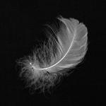 feather
